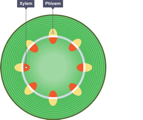 One of the methods used to transfer dna is to coat the surface of small metal particles with the relevant dna fragment, and bombard the particles into the. BBC - GCSE Bitesize Science - Transport systems and ...