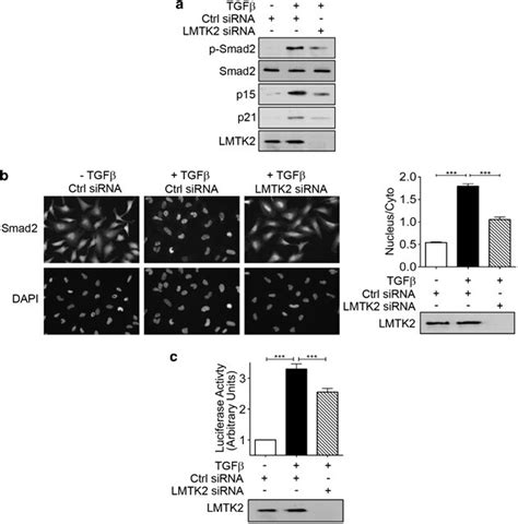Rna Knockdown Of Lmtk2 Inhibits Tgfβ Induced Smad2 Signalling In Hela