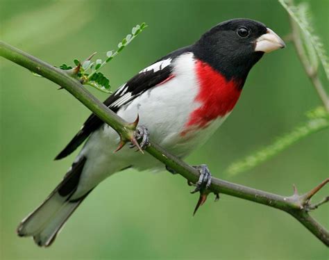 Check out our red breast grosbeak selection for the very best in unique or custom, handmade pieces from our shops. Rose Breasted Grosbeak Facts, Habitat, Diet, Life Cycle ...