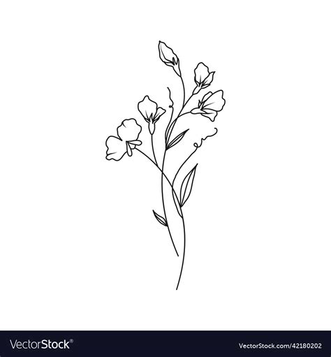 Sweet Pea April Birth Month Flower Royalty Free Vector Image