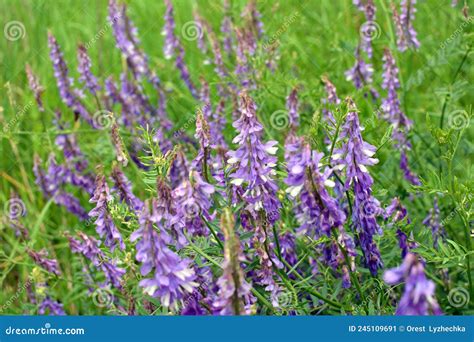 Dans Les Fleurs Sauvages De Vicia Tenuifolia Image Stock Image Du