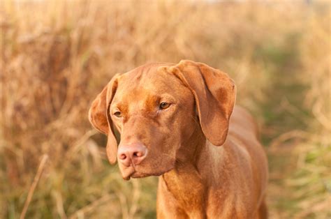 Hungarian Vizsla Dog Breed Info Pictures Facts Traits And More