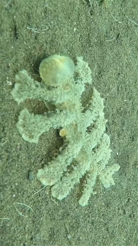 World S Largest Deep Sea Octopus Nursery Discovered Artofit