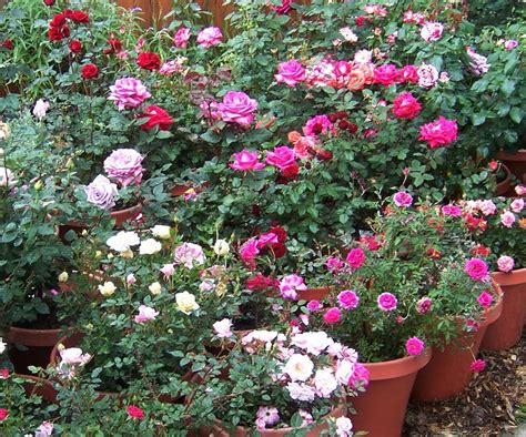 The 2 Minute Gardener Photo Container Rose Garden