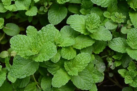 139,532 likes · 296 talking about this. 5 Tips Tanam Daun Mint di Dalam Pot | Pak Tani Digital