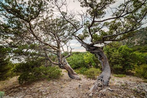 Rocky Juniper Tree In Forest Stock Photo Image Of View Hill 163129112