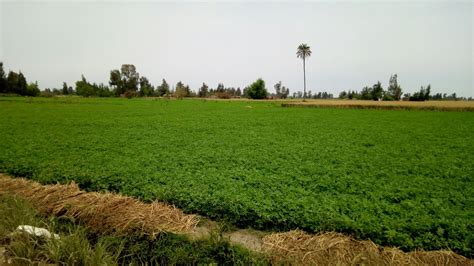 agricultural land of egypt agricultural land egypt farmland