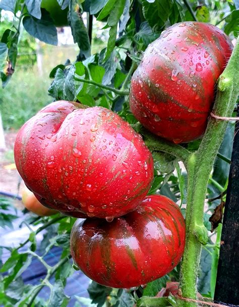Pink Tomatoes Pink Berkeley Tie Dye Tomato