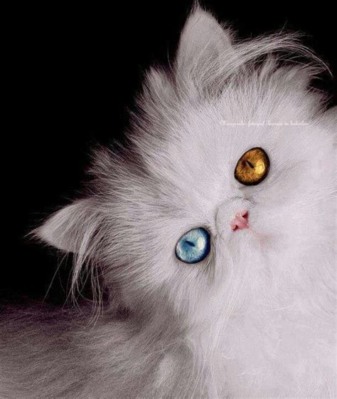 Beautiful Persian With One Blue Eye And One Orange Eye