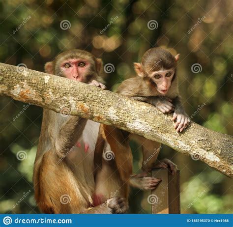 Monkeys On A Tree Branch In Nature Stock Photo Image Of Animals