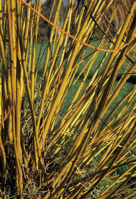 Red Willow Stems Photograph By Jim D Saulscience Photo Library Fine