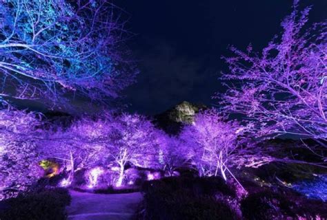 Artists Transform Gigantic Japanese Park Into A