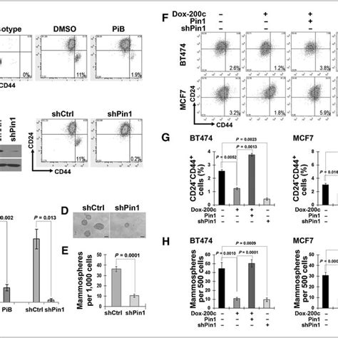 Pin1 Inhibition Suppresses The Expansion Of Bcsc Enriched Population