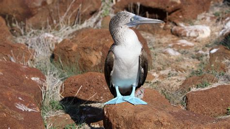 Blue Footed Booby Audubon Field Guide