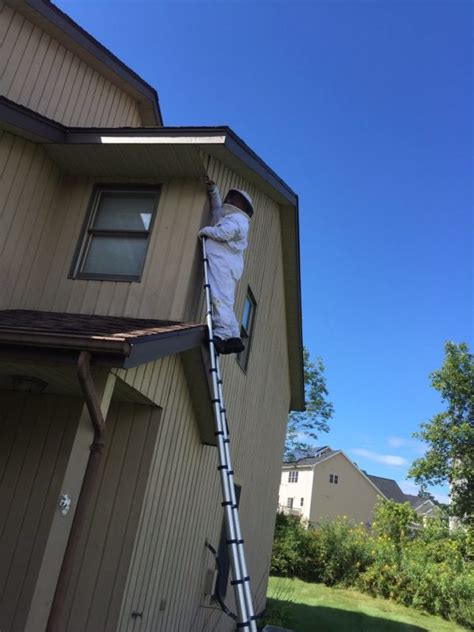 wasp nest removal  mancheste exterminators  manchester