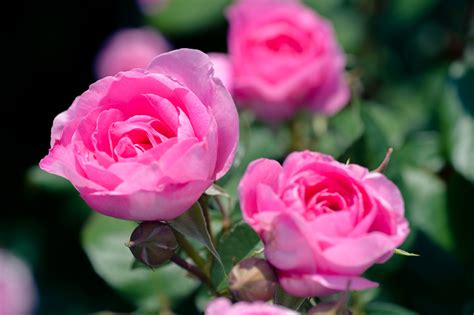 Fotos Gratis Flor Pétalo Natural Rosado Flores Jardín De Flores Floribunda Jardín De