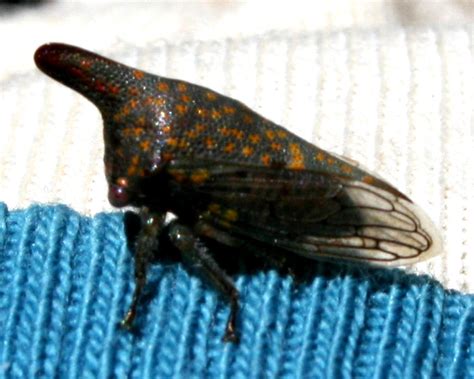 Bed bug bites occur maximum typically on exposed pores and skin, including the top body, neck, hands, and shoulders. The Öko Box: Tiny Horned Bug With Yellow Spots, 6 Legs ...