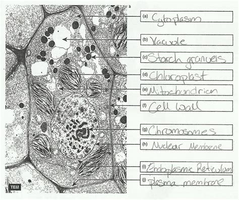 Like all organisms, plants have cells. Microscopes by KwangHo Lee in 2020 | Plant cell, Electron ...