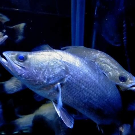 Jual Hiasan Aquarium Ikan Baramundi Ikan Predator Ikan Hias Full Air Tawar Jakarta Barat