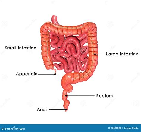 Small And Large Intestine Stock Illustration Image 46625320