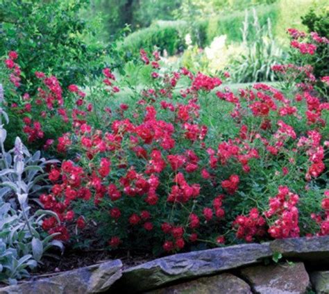 Red Drift Groundcover Rose Ground Cover Roses Drift Roses Small