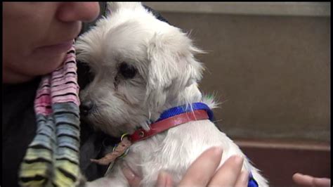 North Shore Animal League Holds Adoption Event For Over 90 Puppy Mill