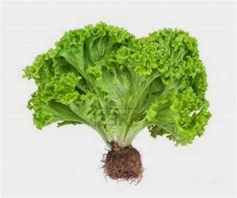 Manfaat daun bawang tak hanya menyedapkan rasa. Rahasia Budidaya Tanaman Sayuran Di Rumah Dengan Hasil ...