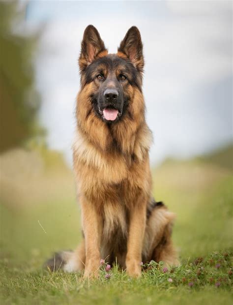 Different kennel clubs have different standards for the breed. Long Haired German Shepherd vs Short Haired: 5 Must Know ...