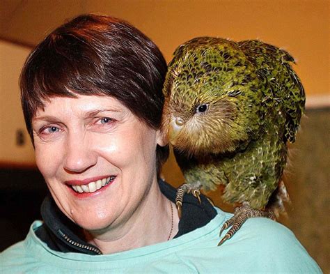 Worlds Fattest Parrot Named Bird Of The Year