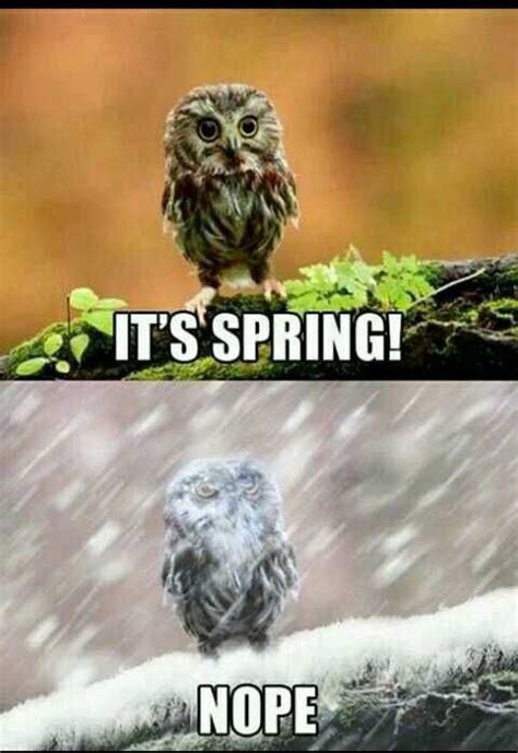 16 Funny Memes About Spring