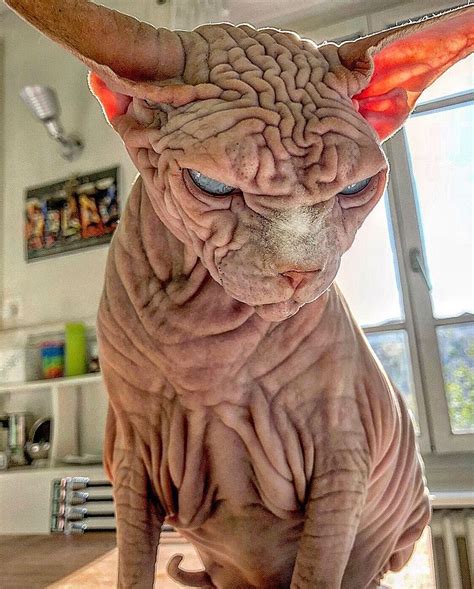 Extra Wrinkly Sphynx Kitty Called The Worlds Scariest Cat Is Actually Very Sweet Scary Cat