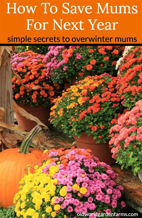 How To Save Mums Simple Secrets To Overwinter Your Hardy Mums Garden