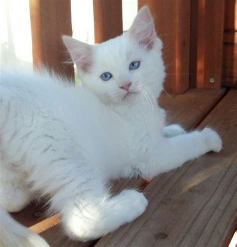 We are a family breeder of beautiful ragdoll kittens. available Ragdoll Kittens, TICA Ragdoll cats, Mink ...