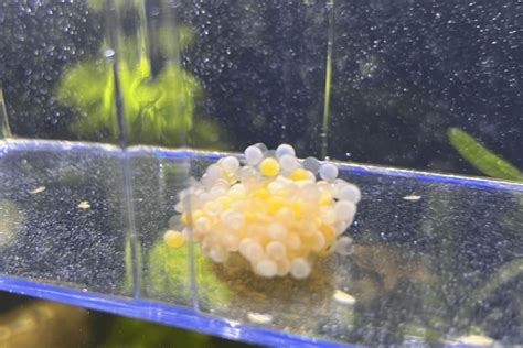 Fertilized Vs Unfertilized Pleco Eggs A Complete Guide Pet Fish Online