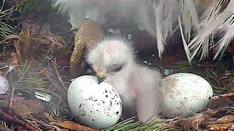 Sad News About Red Tailed Hawk Chick K2 Cornell Lab Bird Cams Cornell