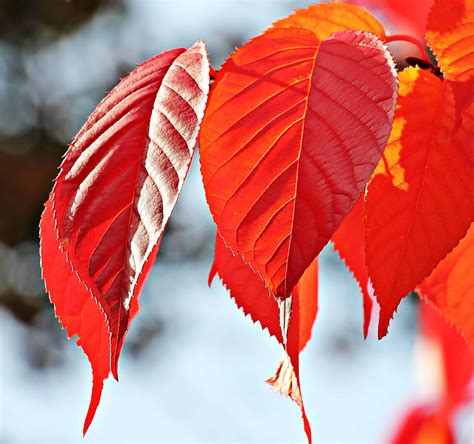 Free Picture Nature Red Leaf Autumn Plant Tree Red Branch