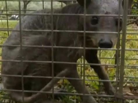 Texas Couple Who Claim To Have Captured Live Chupacabra Euthanise The