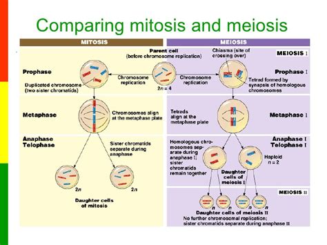 Sc912l1617 Mitosis And Meiosis Welcome To Dr Suris Science Class