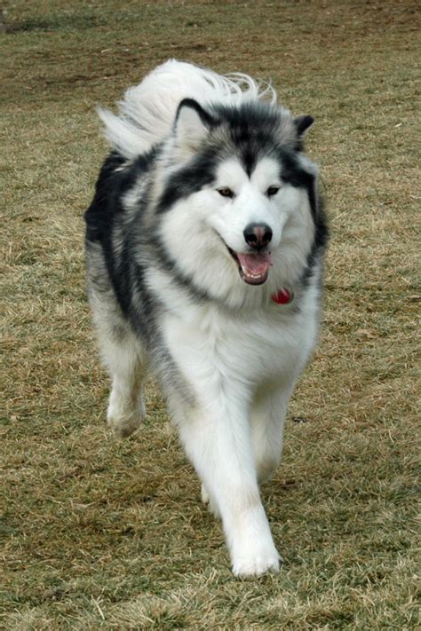 The club has as its main goal the betterment of the breed and asserts that its membership has an obligation to the alaskan malamute breed, to preserve the magnificence of the breed without exploiting it. How To Groom An Alaskan Malamute