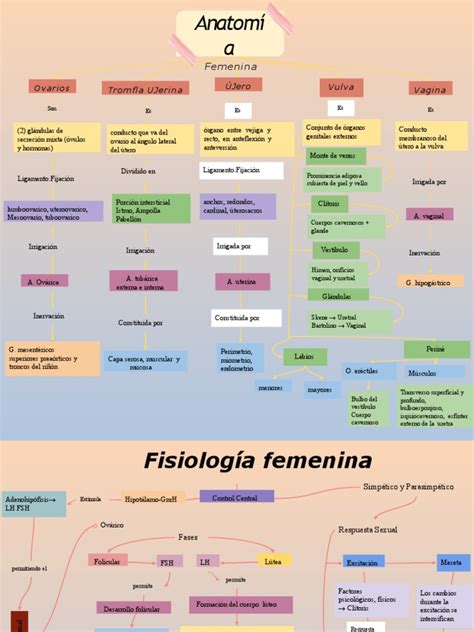 Mapa Conceptual Aparato Reproductor Femenino 3 Pdf Vagina Ovario