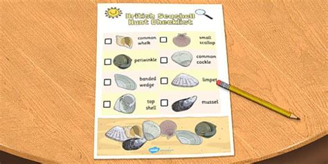 Seashell Identification For Kids