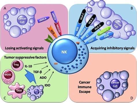NK细胞真的可以防癌抗衰老改善亚健康吗 杭吉干细胞科技