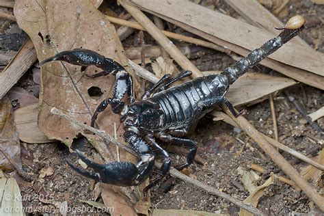 Heterometrus Spinifermg6883 Copy Giant Forest Scorpion Flickr