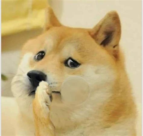 84 Crying Sad Doge Meme Template