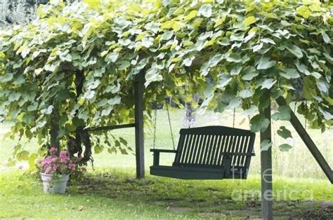 Check spelling or type a new query. grape arbor with swing, just don't have grass underneath ...