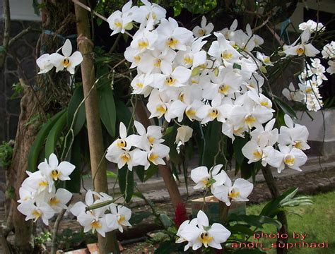 Anggrek Bulan Putih Phalaenopsis Amabilis White A Photo On Flickriver