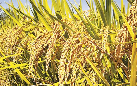 Farmers record 10% damage due to paddy bugs - Guyana Times