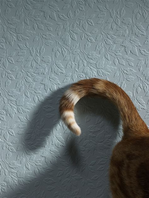 An erect tail with a curve at the tip that resembles a shepherd's crook or a question mark typically indicates friendliness or playfulness, but can also mean the when a cat holds its tail straight up, it's almost definitely happy, says the animal medical center, a large nonprofit animal hospital in new york. Reasons for Cat Attacking Tail and How to Stop It