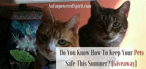Aspca pet health insurance is definitely worth looking into if you want pet insurance that stems from a company that cares. Do You Know How To Keep Your Pets Safe This Summer ...
