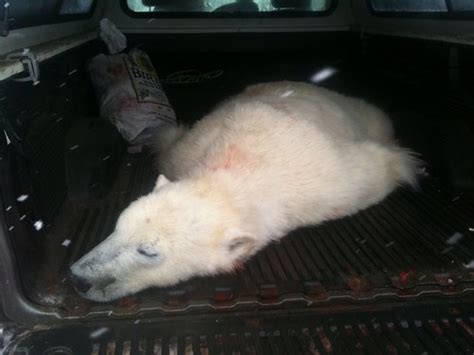 Dead Polar Bear A 3 Year Old 150 Kg Polar Bear That Terro Flickr